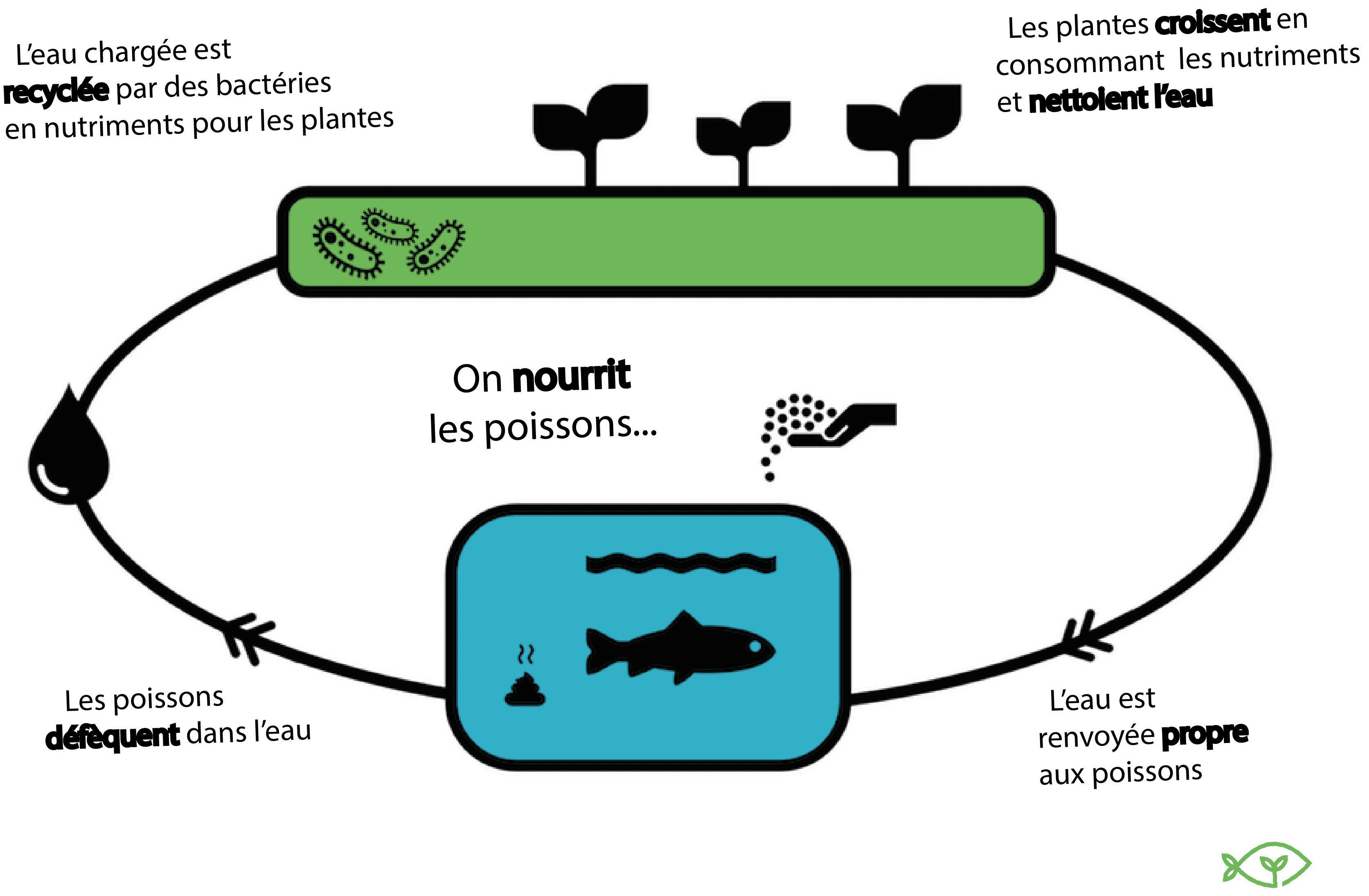 schéma expliqué du cycle de l'aquaponie