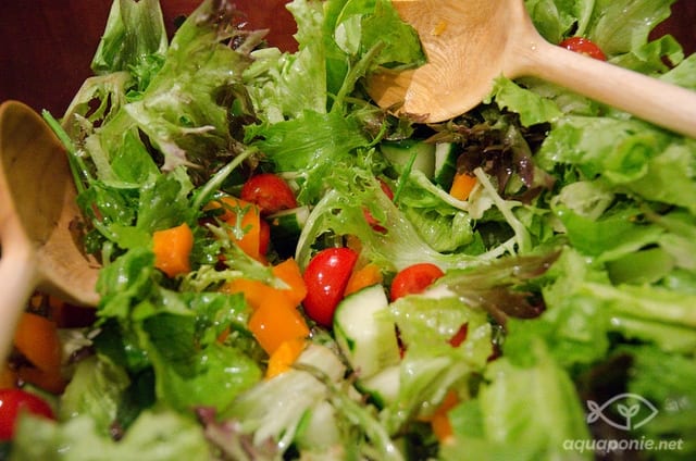 salade de légumes frais issus de l'aquaponie
