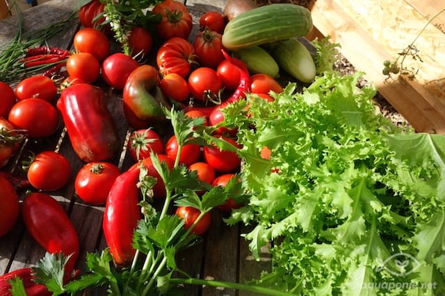 Recolte aquaponique en octobre : celeri,tomate,poivron,concombre