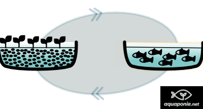 Maintenir l’équilibre d’un système d’aquaponie