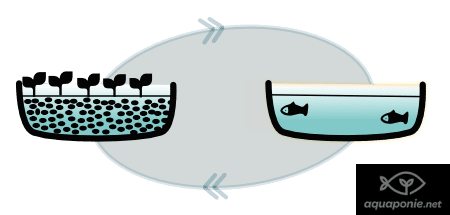 Système d'aquaponie manquant de poissons